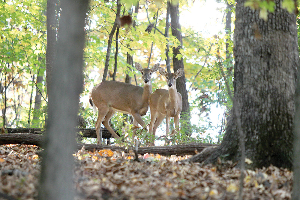 deer
